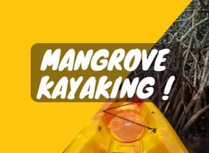 Mangrove Kayaking