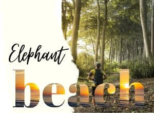 Elephant Beach 